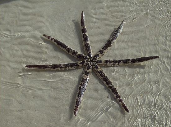  Luidia maculata (Southern Sand Star)